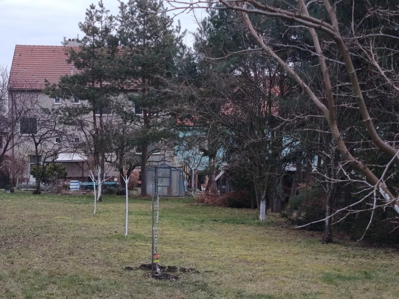 TCL 50 PRO NTXPAPER 5G