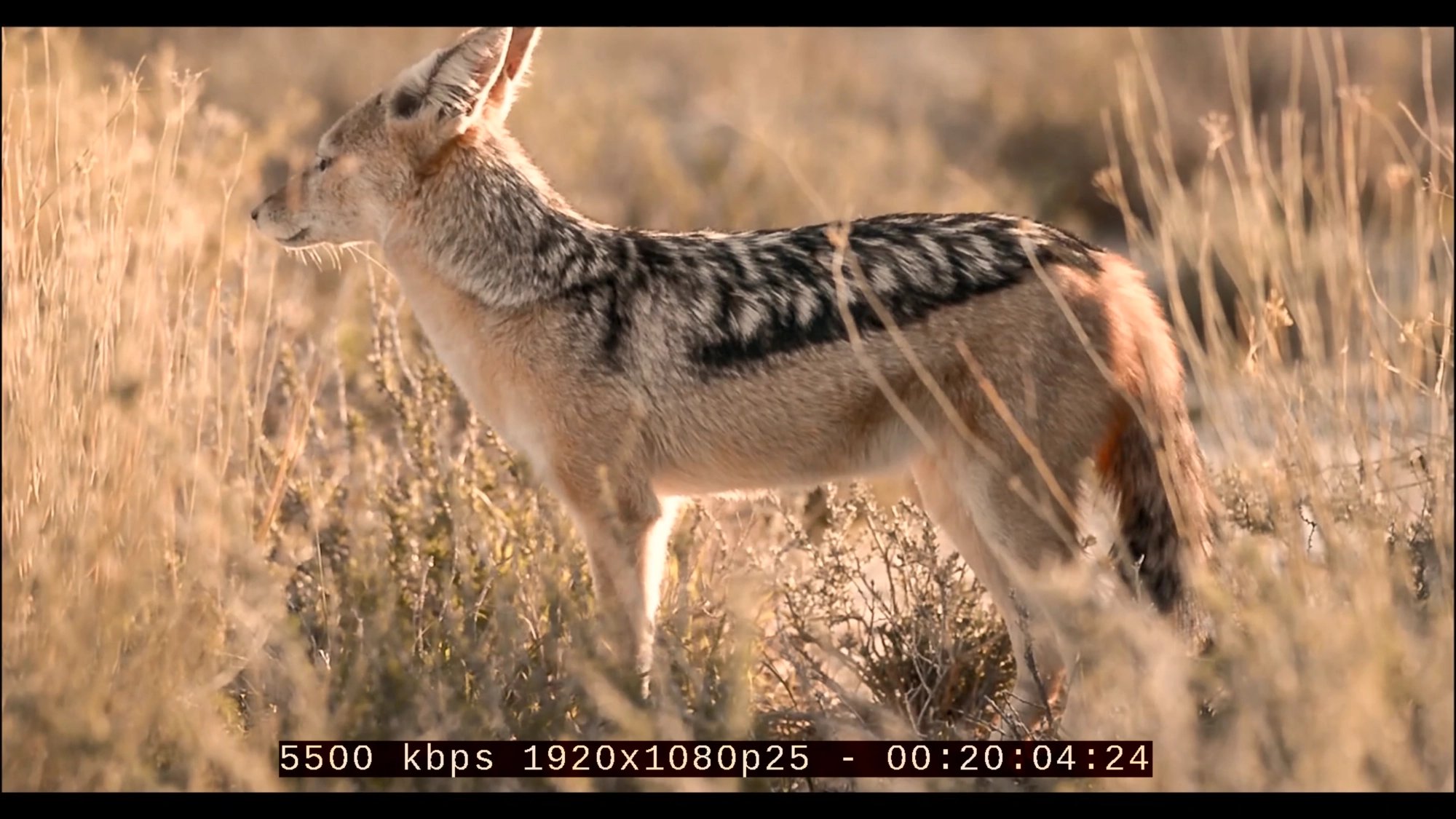 Ukázka zobrazení technických parametrů u testovacího videa v Oneplay na stanici Africké nebe