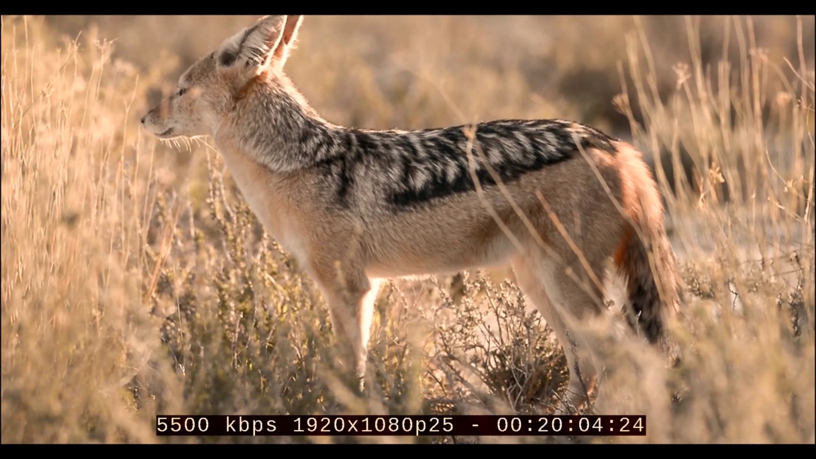 Ukázka zobrazení technických parametrů u testovacího videa v Oneplay na stanici Africké nebe
