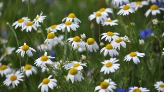 Náhledový obrázek - Druhy heřmánku jsou v České republice pouze dva. Rozlišíte je od sebe snadno