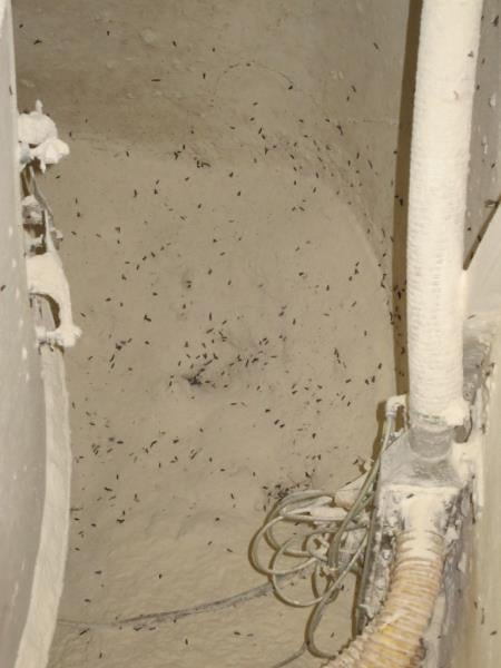Karlova pekárna s.r.o., Židlochovice -  Výskyt myšího trusu, výskyt hmyzích škůdců, provozovna nezabezpečená před pronikáním škůdců, výskyt plísní na provozovně, výrazně zanedbaný úklid, výrazné znečištění všech prostor, nečistoty na stěnách, nečistoty na podlaze
nečistoty na regálech či zařízeních