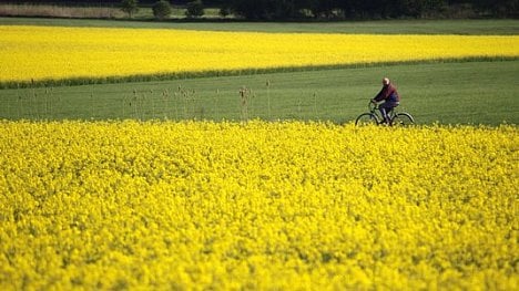 Náhledový obrázek - Na řepce a kukuřici hrozí milionové škody. Zemědělci zaplatí více za chemii