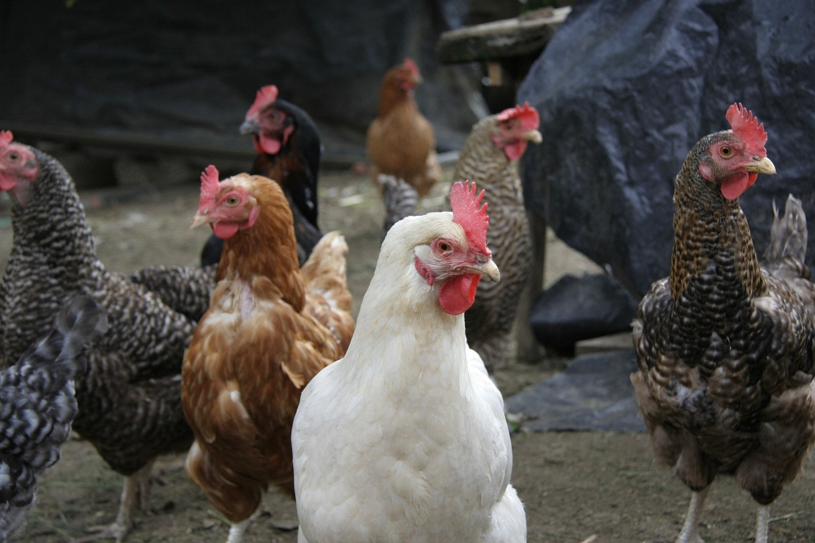 Agroturistika láká hlavně rodiny. Nahlédněte