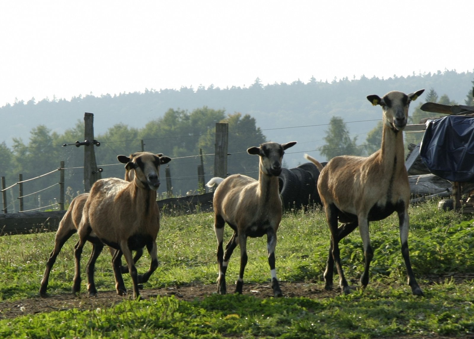 Agroturistika láká hlavně rodiny. Nahlédněte