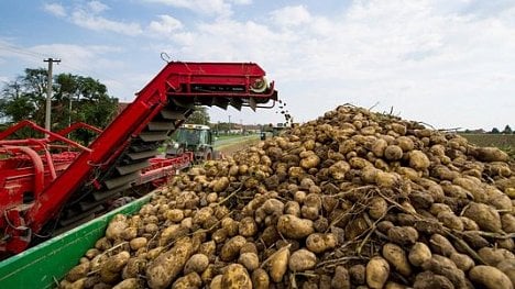 Náhledový obrázek - Méně brambor kvůli suchu. Sklizeň bude nižší až o 15 procent