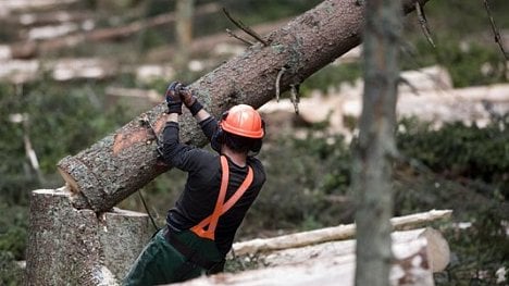 Náhledový obrázek - Spor USA a Kanady o obchod s dřevem eskaluje. Američané uvalili na dovoz nová cla