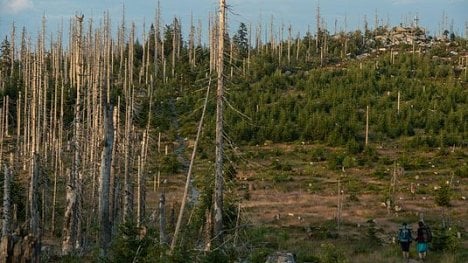 Náhledový obrázek - Kůrovec letos způsobí škody za 40 miliard korun, tvrdí think tank Czech Forest