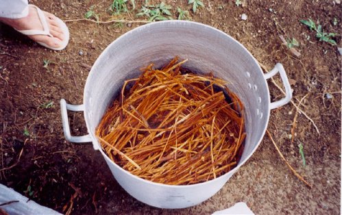 Ayahuasca - liána smrti