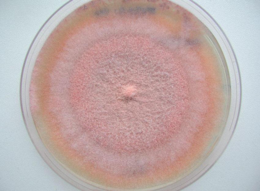 Obr. 6 – Fusarium solani na Sabouraudově agaru