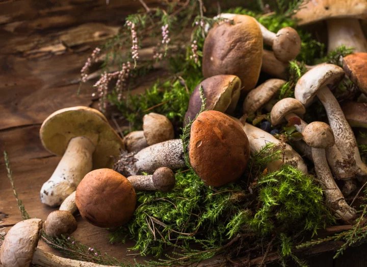 Houby nejsou žádná superpotravina nabitá vitamíny a stopovými prvky
