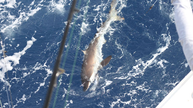 Americký Outdoor Channel míří na český a slovenský trh