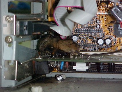 Mrtvá myš v počítači