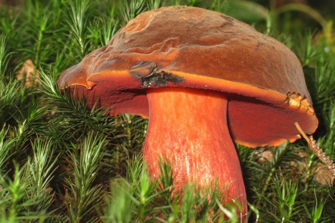 Hřib kovář vytváří několik vzácnějších variet, které se liší vybarvením – i v důsledku ztráty některých pigmentů v povrchových vrstvách plodnice.