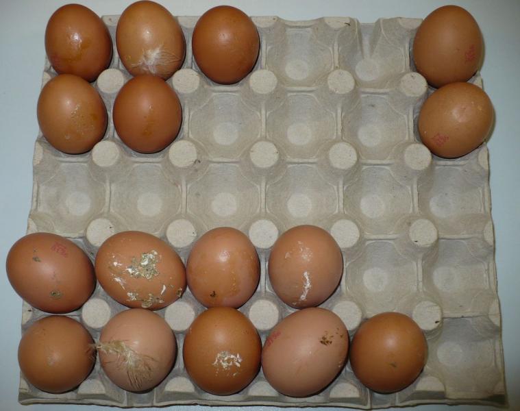 Někdy i více než polovina vajec v balení měla poškozenou nebo špinavou skořápku