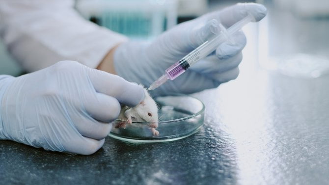 Nový lék proti stárnutí? Kombinace účinných látek prodloužila dožití myší zhruba o 30 procent a zároveň zvýšila kvalitu života