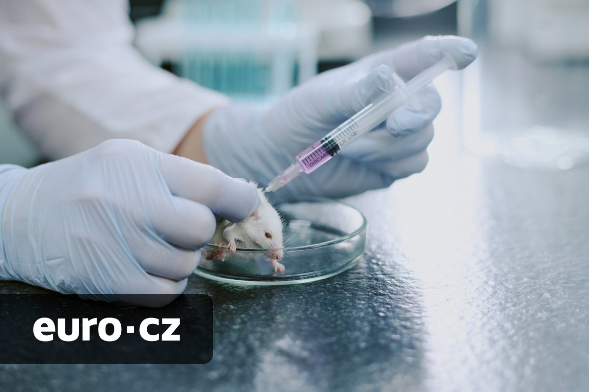 Nový lék proti stárnutí? Kombinace účinných látek prodloužila dožití myší zhruba o 30 procent a zároveň zvýšila kvalitu života