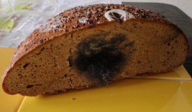 <a href="http://www.vitalia.cz/clanky/co-se-stane-s-chlebem-za-tyden/">Naše testy</a>