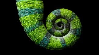 openSUSE
