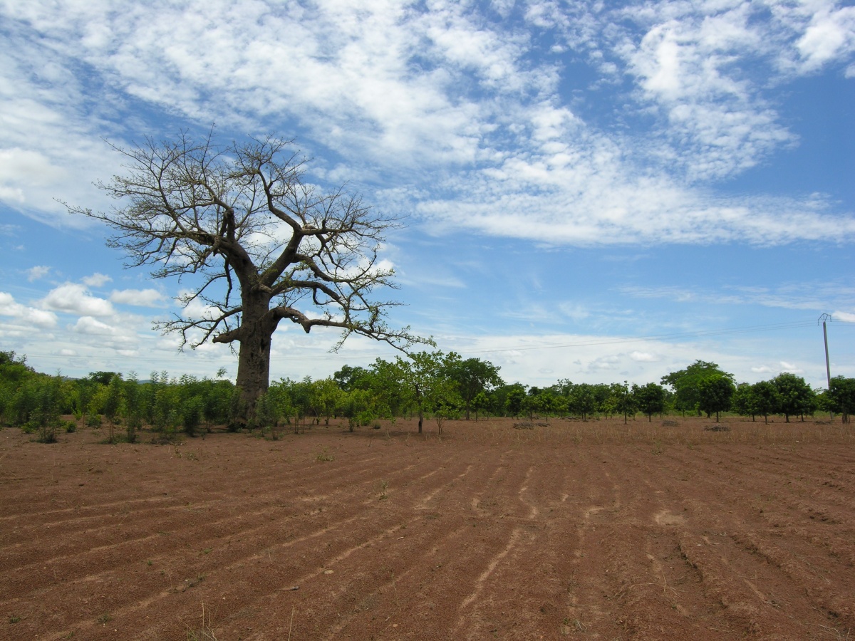 Baobab po cestě z Sindou Peaks do Banfory.