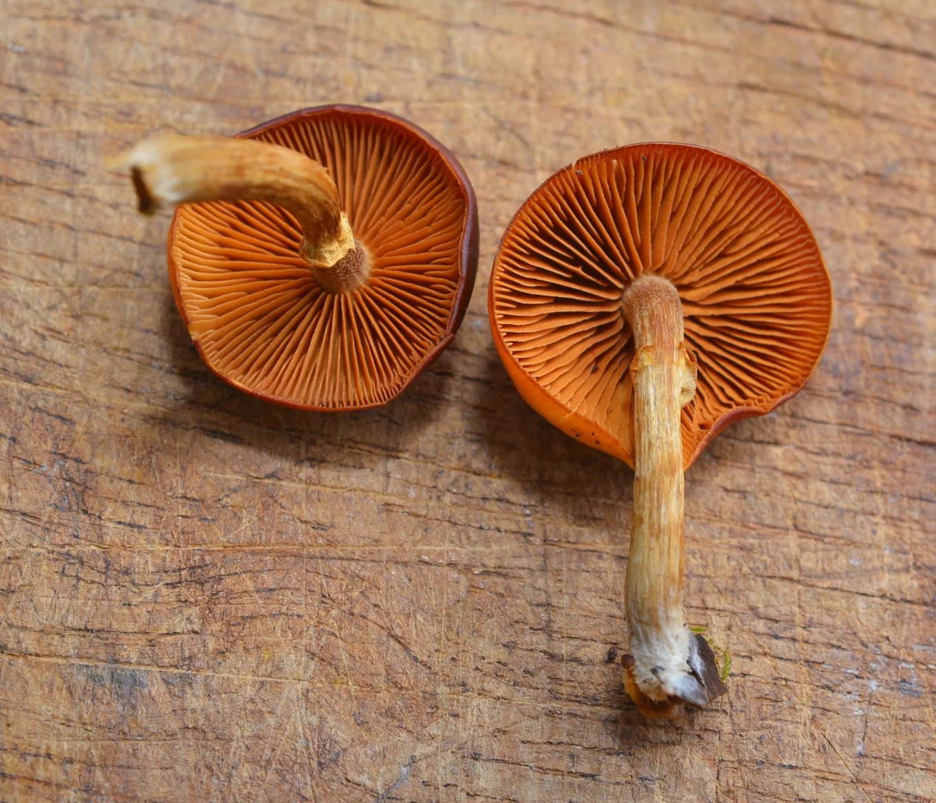 Galerina marginata (čepičatka jehličnanová) - hrozí záměna s václavkami. 
Čepičatka jehličnanová je houba prudce až smrtelně jedovatá a je nutné na ni pamatovat při sběru jakýchkoliv drobnějších trsnatě rostoucích druhů hub na dřevě nebo v detritu.