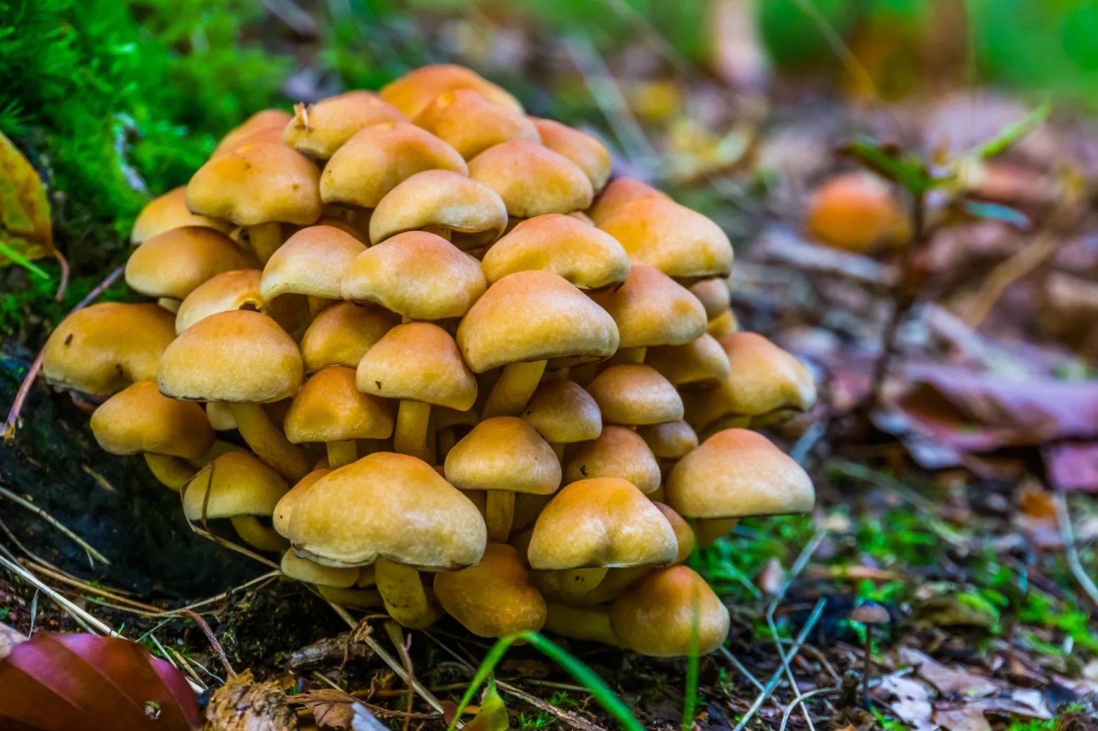 Galerina marginata (čepičatka jehličnanová) - hrozí záměna s václavkami. 
Čepičatka jehličnanová je houba prudce až smrtelně jedovatá a je nutné na ni pamatovat při sběru jakýchkoliv drobnějších trsnatě rostoucích druhů hub na dřevě nebo v detritu.