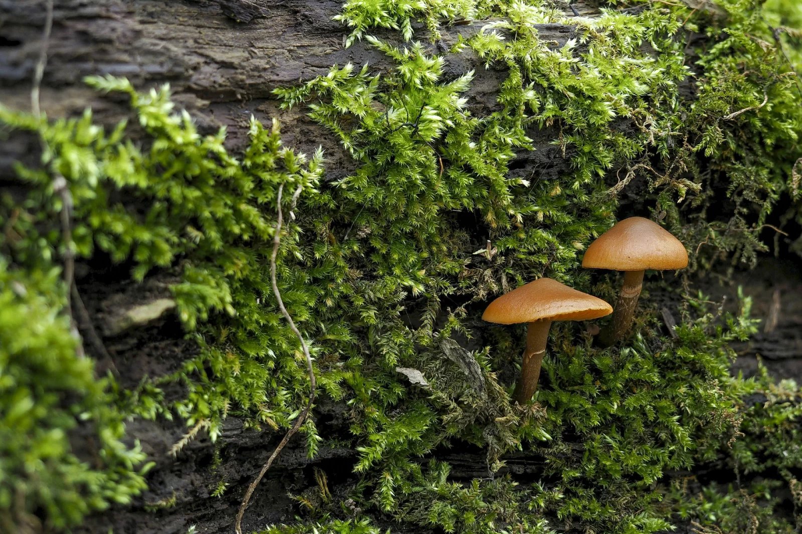 Galerina marginata (čepičatka jehličnanová) - hrozí záměna s václavkami. 
Čepičatka jehličnanová je houba prudce až smrtelně jedovatá a je nutné na ni pamatovat při sběru jakýchkoliv drobnějších trsnatě rostoucích druhů hub na dřevě nebo v detritu.