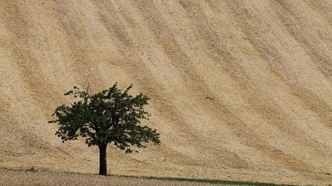 Náhledový obrázek - Pšenici z českých polí vytlačí výnosnější plodiny, říká expert na klimatické změny