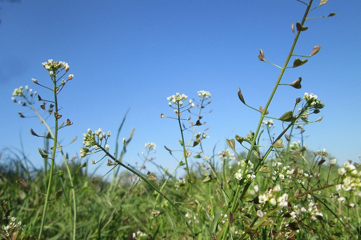 Kokoška pastuší tobolka