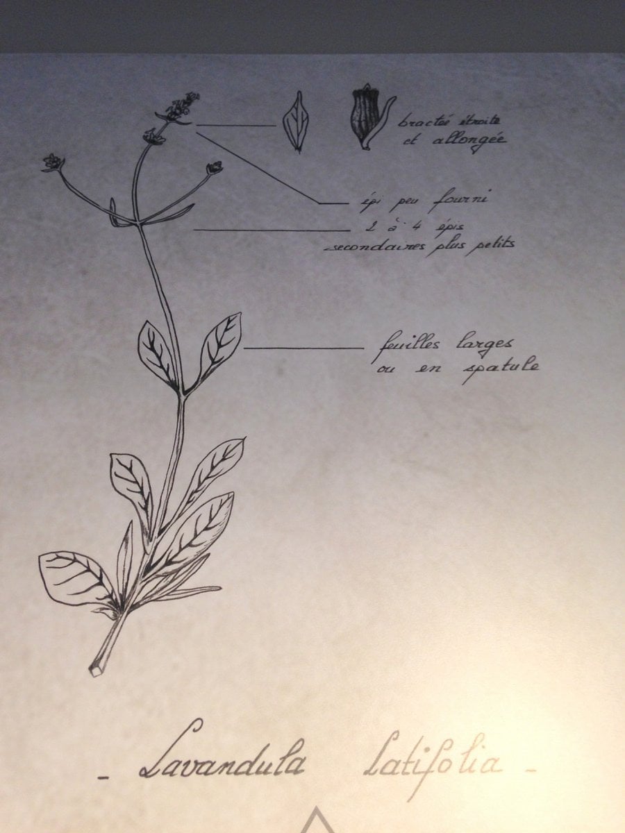 Muzeum levandule ve francouzském Provence
