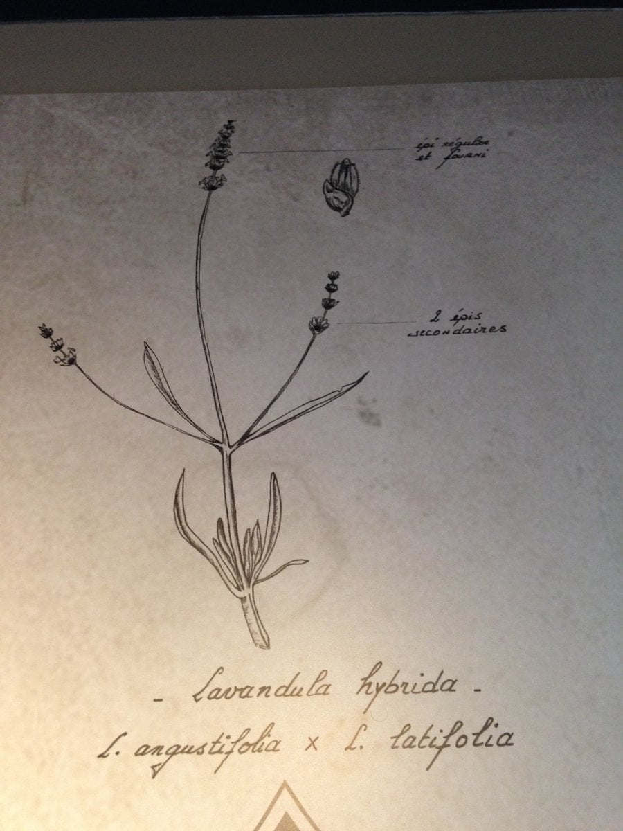 Muzeum levandule ve francouzském Provence
