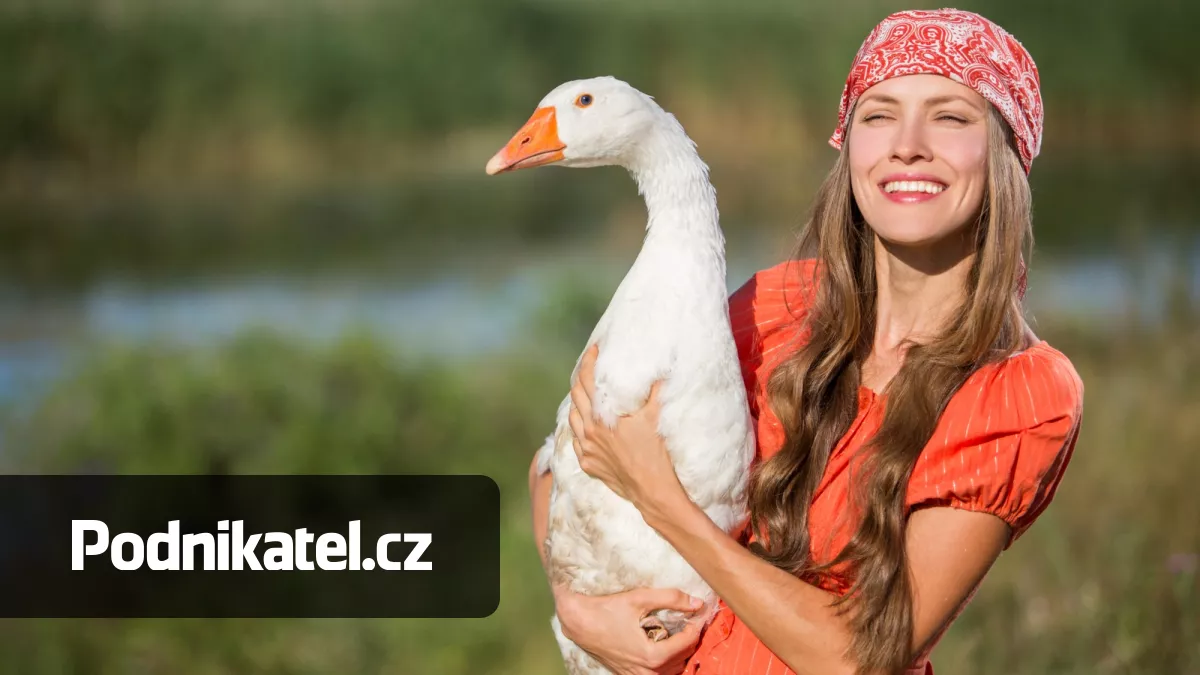 Poptávka po svatomartinské huse rok od roku roste. Jak se daří farmářům?