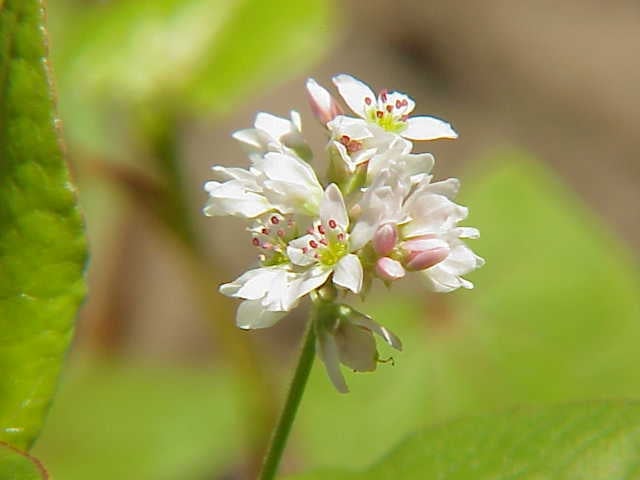 Pohanka obecná