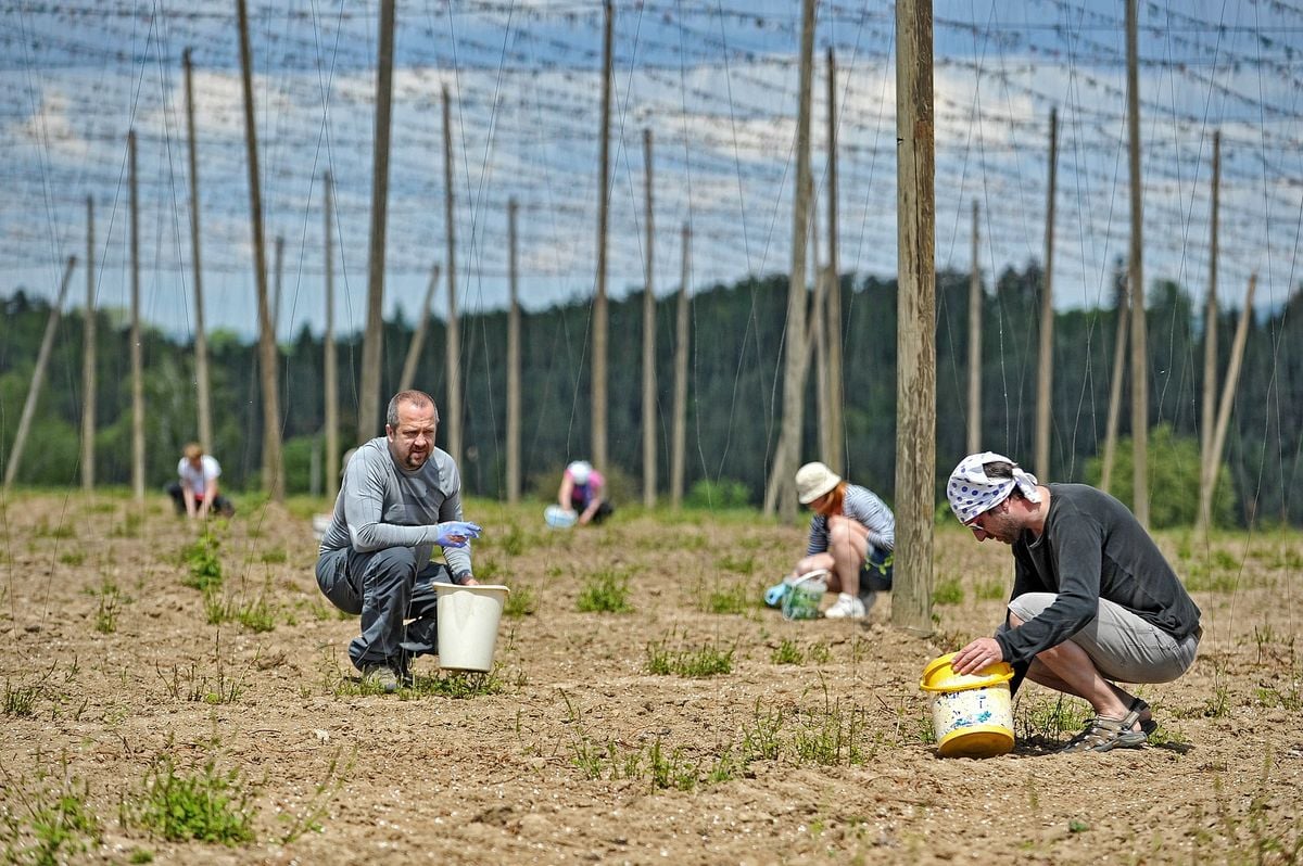 Potravinářský Oscar? Great Taste Award