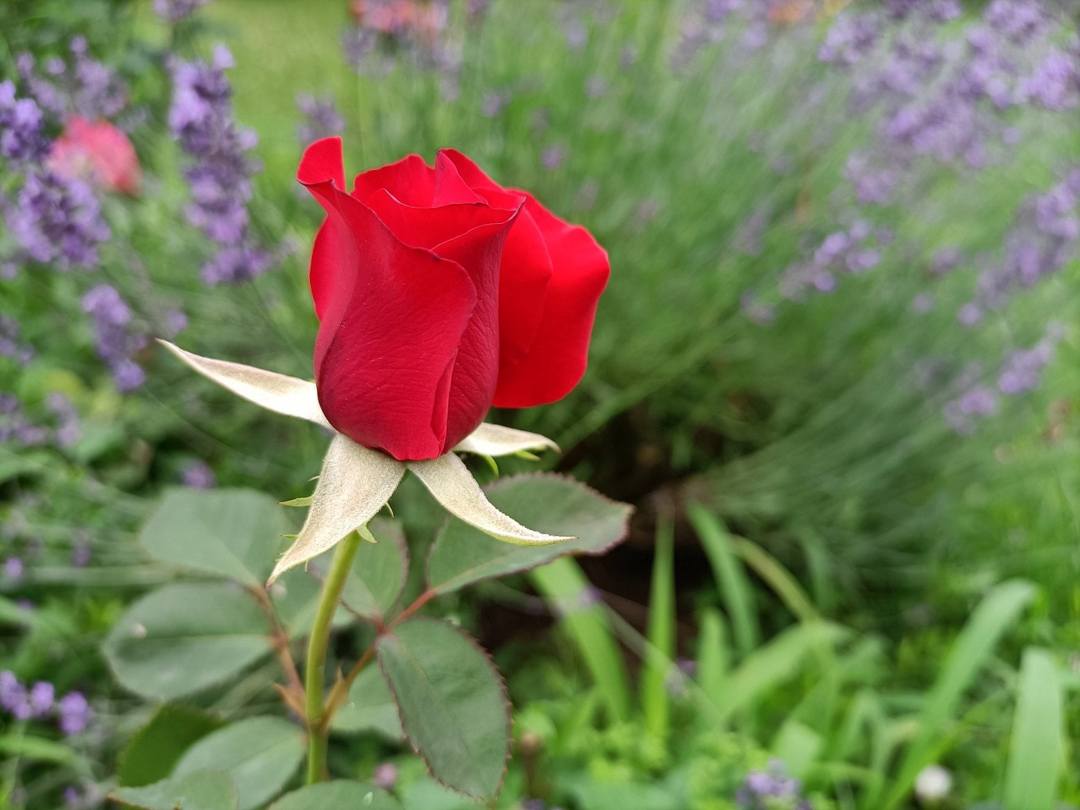 Oppo Reno5Z kamera15