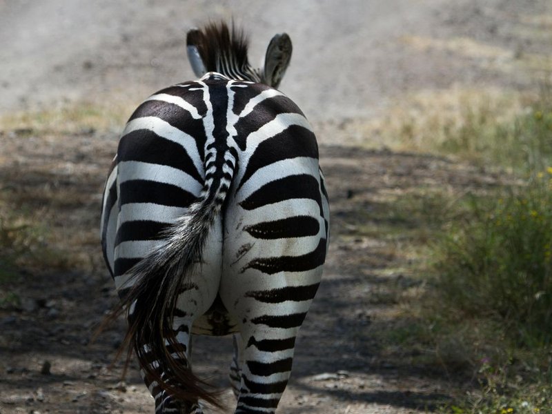  Zebra, ilustrační foto