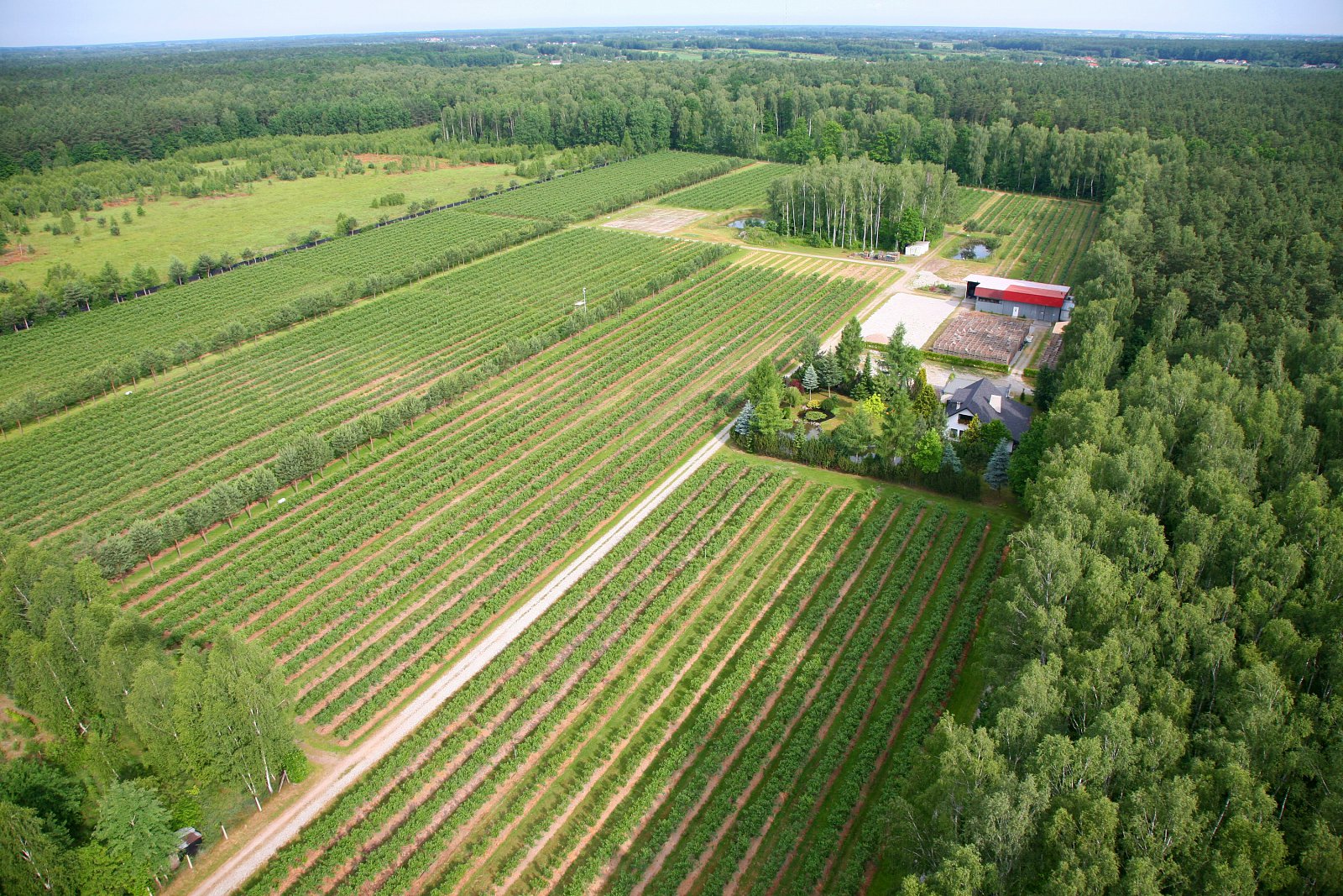 Borůvky jsou zdrojem zdraví, říká dcera polských farmářů