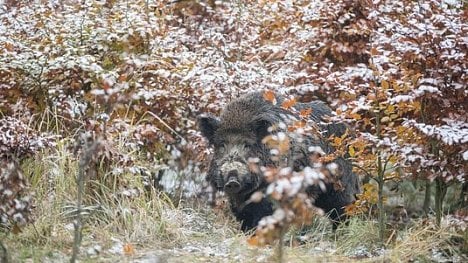 Náhledový obrázek - Mor prasat se blíží. Němečtí zemědělci s obavami hledí k českým hranicím