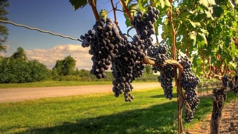 Náhledový obrázek - Znojemské vinobraní přivítalo rekordní návštěvu