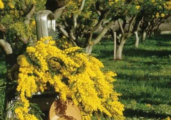 2016-10-vc3adtejte-v-mandelieue28093la-napoule-v-krc3a1lovstvc3a