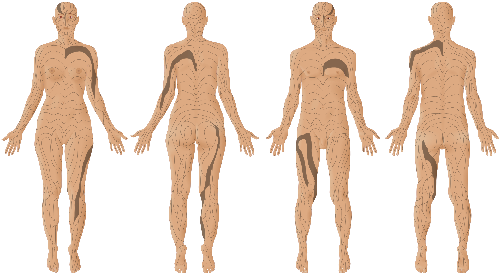 Zobrazení Blaschkových linií, neviditelných vzorů přítomných na kůži na ženské a mužské postavě
