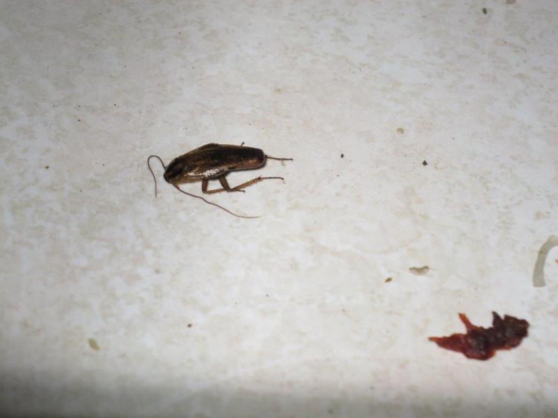 Bamboo Fast Food, Praha 8