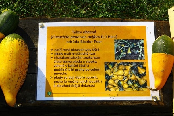 Dýně v Botanické zahradě