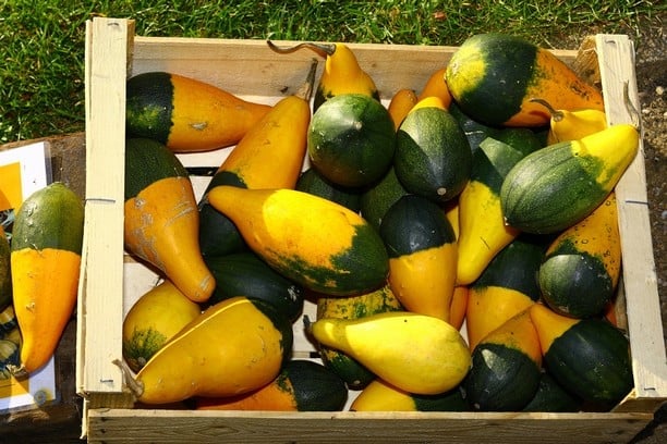 Bicolor Pear