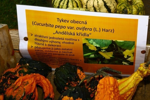 Tykev obecná - Andělská křídla