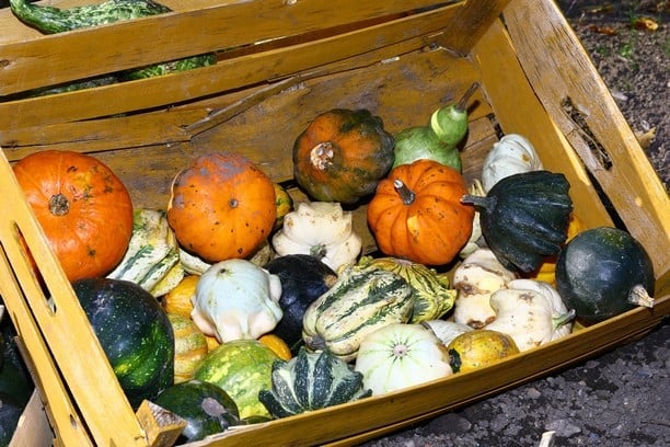 Dýně v Botanické zahradě