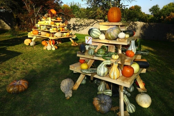 Dýně v Botanické zahradě