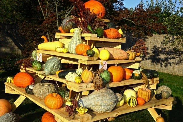 Dýně v Botanické zahradě