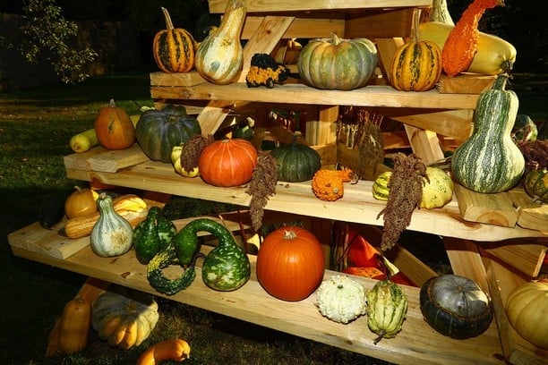 Dýně v Botanické zahradě