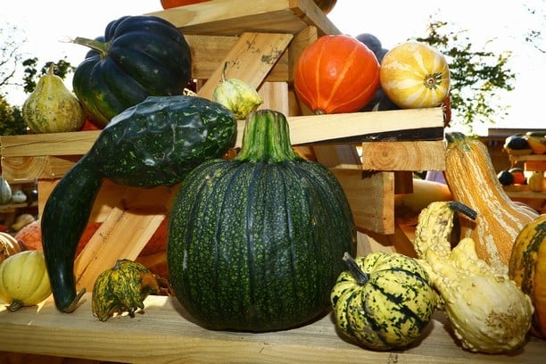 Dýně v Botanické zahradě