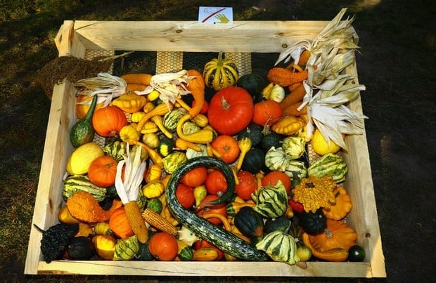 Dýně v Botanické zahradě